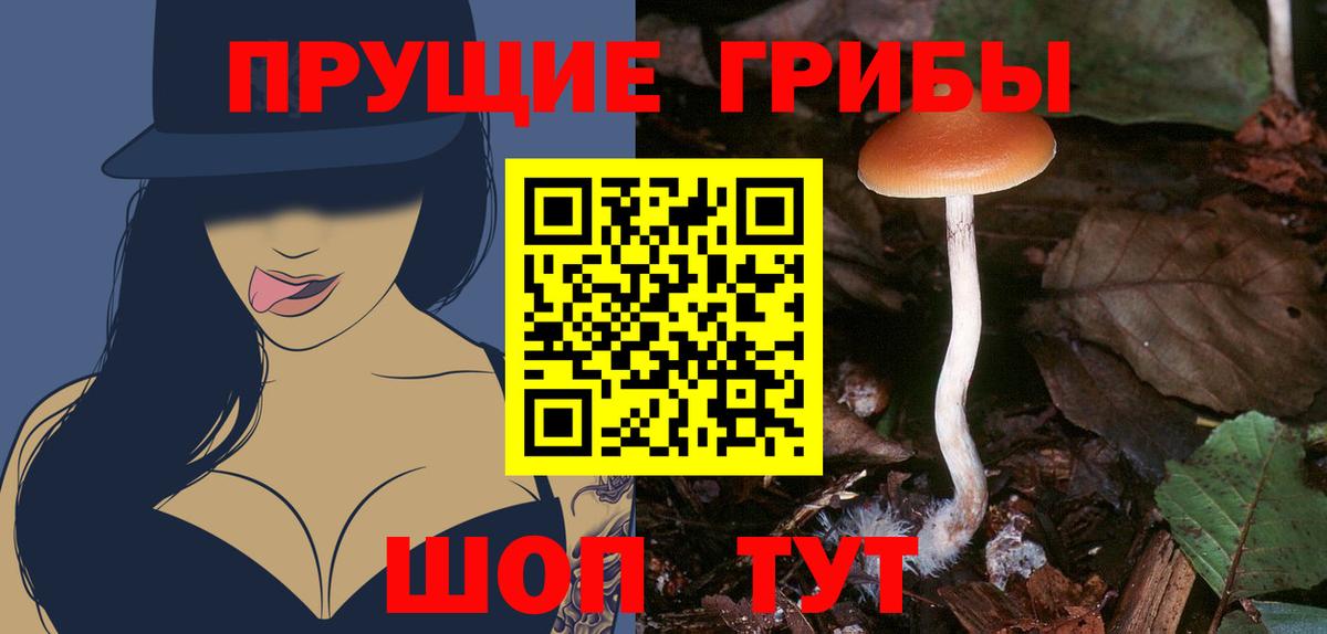 Галлюциногенные грибы Cubensis  купить наркотики сайты  Светлоград  Вход с VPN 